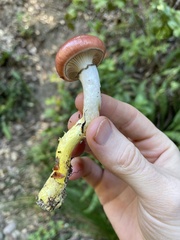 Gomphidius subroseus