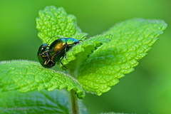 Chrysolina herbacea