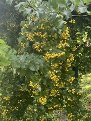 Ehretia anacua