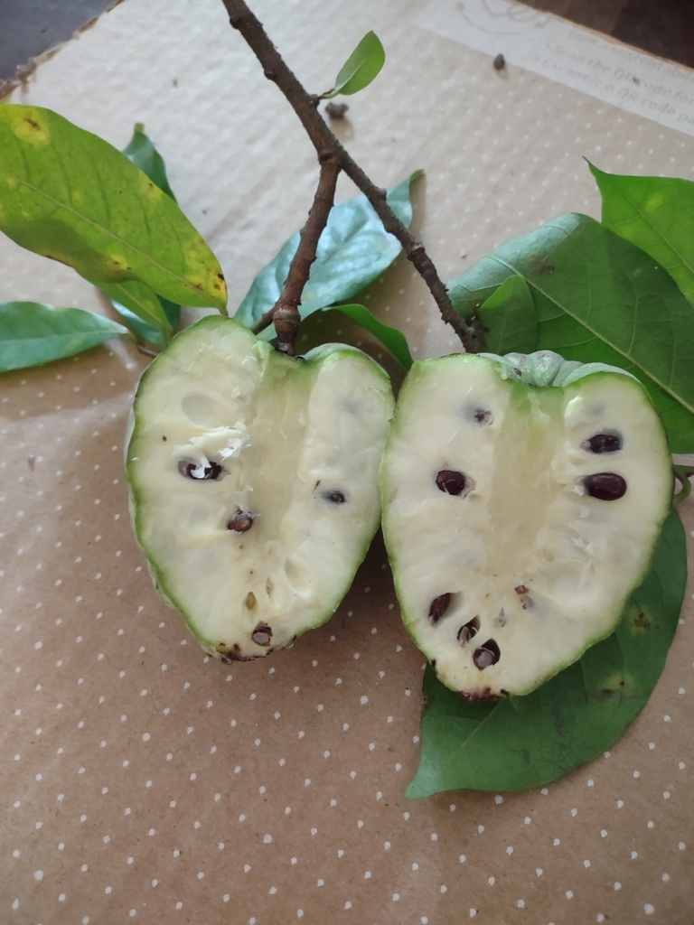 Annona acutiflora