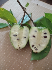 Annona acutiflora
