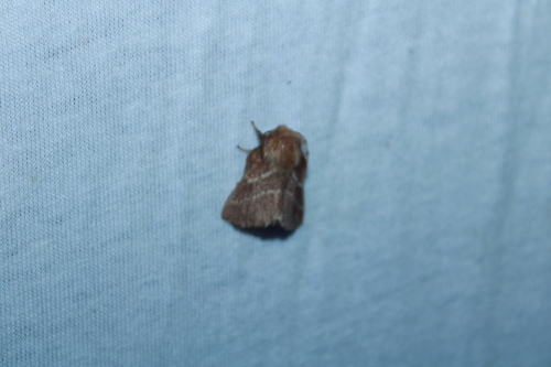 Eastern Tent Caterpillar Moth photo 6