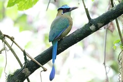 Momotus aequatorialis