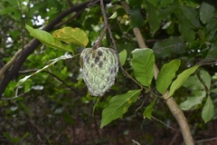 Annona acutiflora