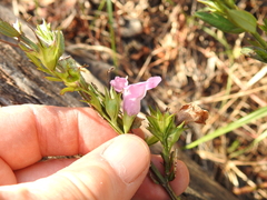 Agalinis heterophylla