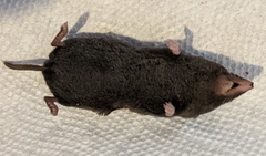 Blarina carolinensis