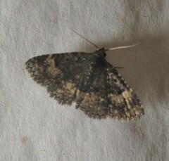 Metalectra diabolica