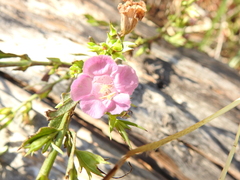 Agalinis heterophylla
