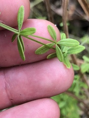 Galium labradoricum