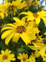 Flourensia thurifera