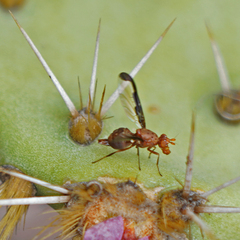Diacrita costalis