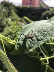 Leptoglossus gonagra