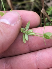 Galium labradoricum