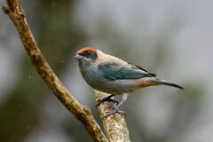 Stilpnia vitriolina