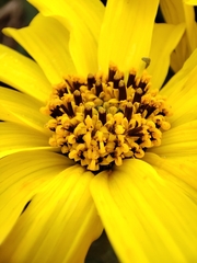 Flourensia thurifera