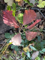 Parthenocissus quinquefolia