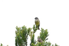 Phyllomyias griseiceps