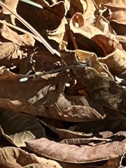 Erythrodiplax unimaculata