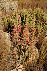 Erica strigilifolia