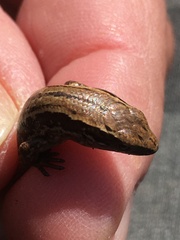 Oligosoma polychroma