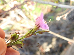 Agalinis heterophylla