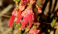 Erica strigilifolia