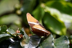 Siproeta epaphus epaphus