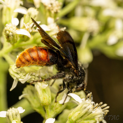 Scolia dubia haematodes