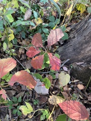 Parthenocissus quinquefolia