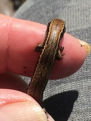 Oligosoma polychroma