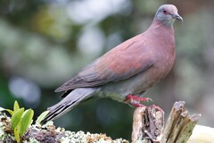 Patagioenas cayennensis