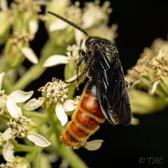 Scolia dubia haematodes
