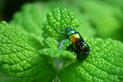 Chrysolina herbacea
