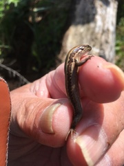 Oligosoma polychroma
