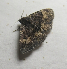 Metalectra diabolica