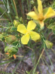 Hypericum tetrapetalum