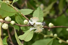 Doliocarpus sessiliflorus