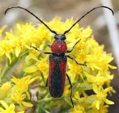 Crossidius discoideus