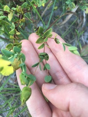 Hypericum tetrapetalum