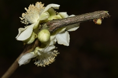 Doliocarpus sessiliflorus