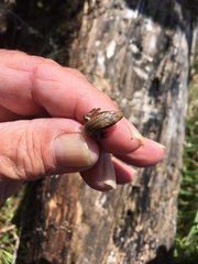Oligosoma polychroma