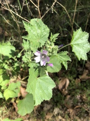 Malva multiflora