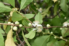 Doliocarpus sessiliflorus