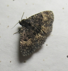 Metalectra diabolica