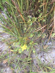 Hypericum tetrapetalum