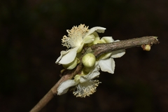 Doliocarpus sessiliflorus
