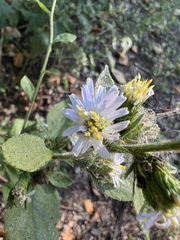 Symphyotrichum drummondii