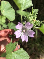 Malva multiflora
