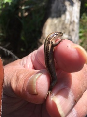 Oligosoma polychroma