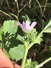Malva multiflora